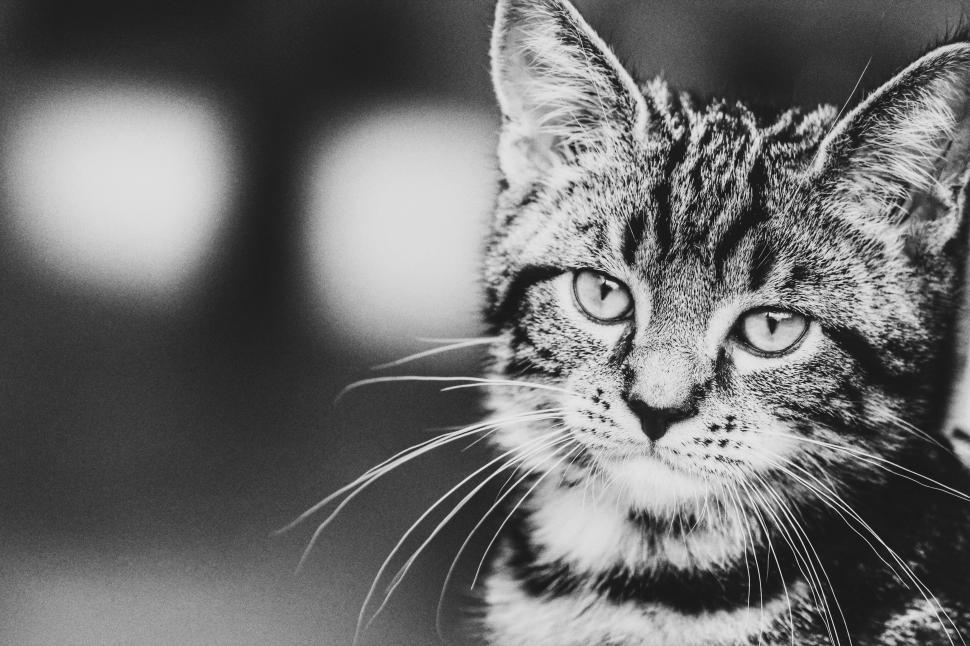 Free Image of A Black and White Cat Relaxing 