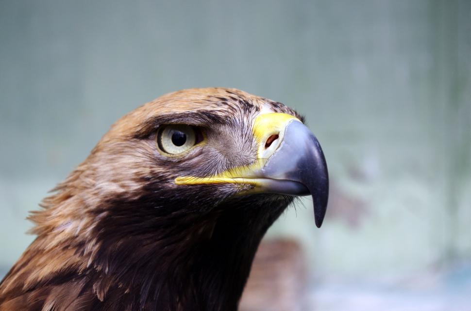 Free Image of Close Up of a Bird of Prey 