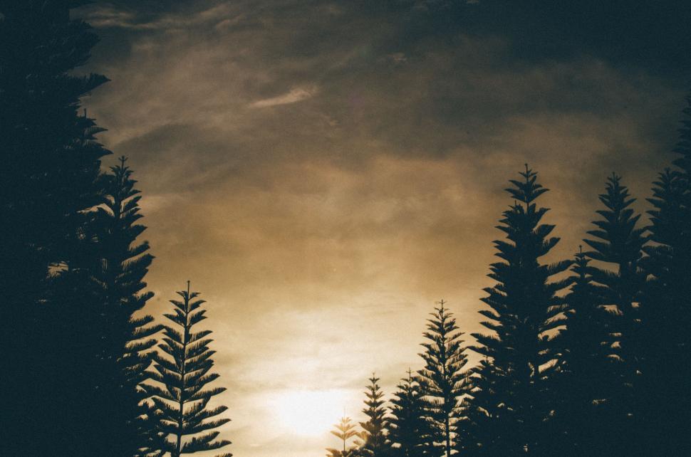 Free Image of Sunset With Trees in Foreground 