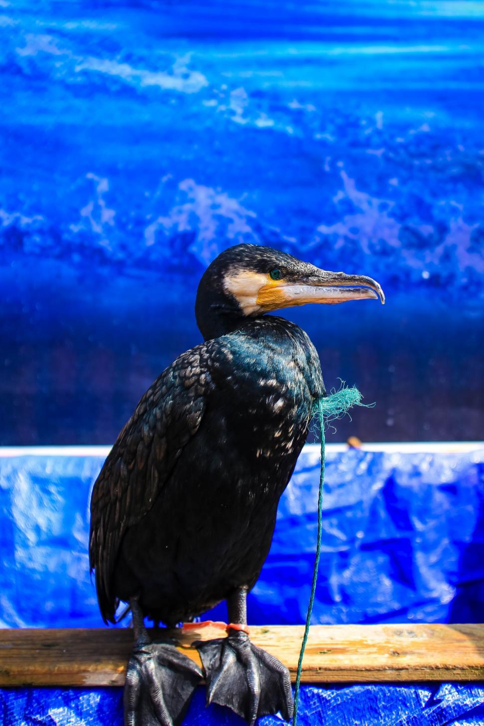 Free Image of Black Bird Perched on Wooden Log 