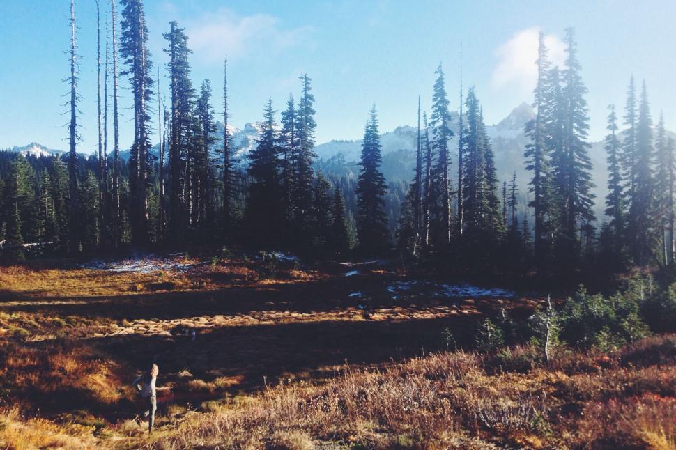 Free Image of Grassy Field With Trees and Mountain in Background 