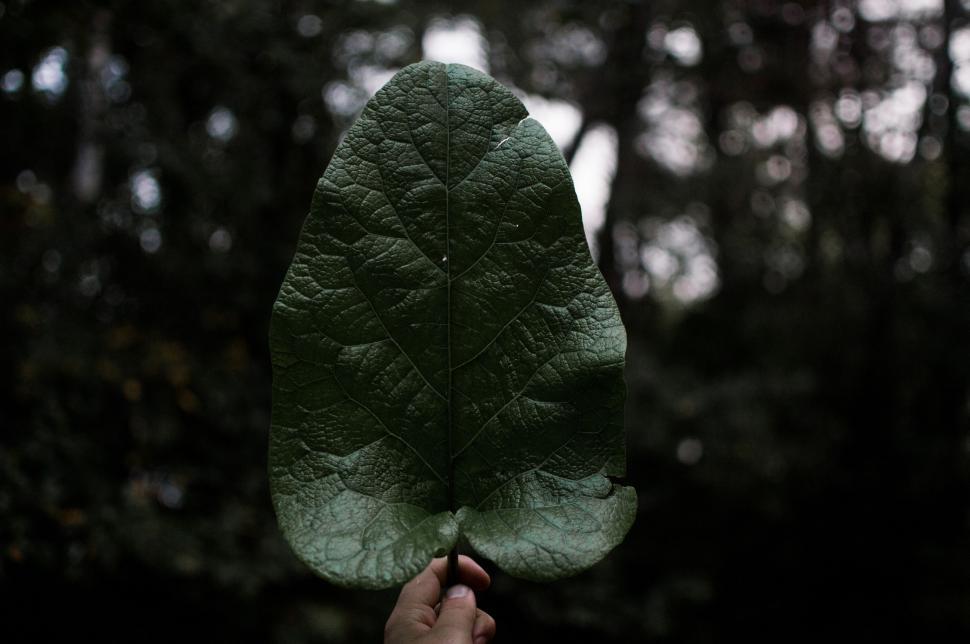 Free Image of Person Holding Leaf in Front of Forest 