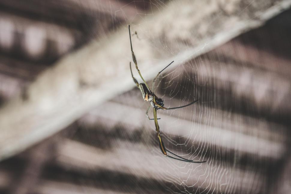 Free Image of Spider Creeping in Black and White 