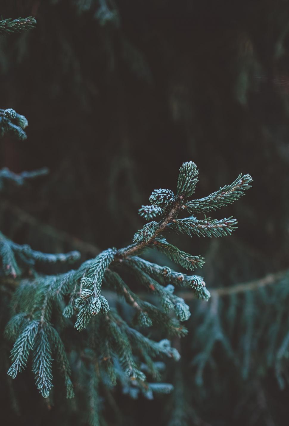 Free Image of Snow Covered Tree Branch Close Up 