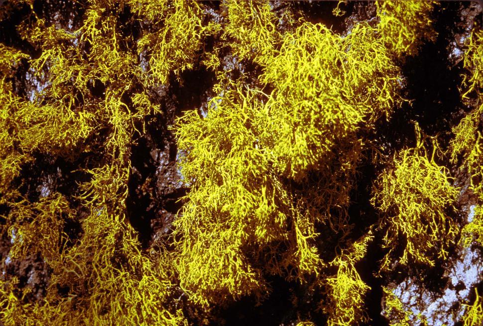 Free Image of Moss background 