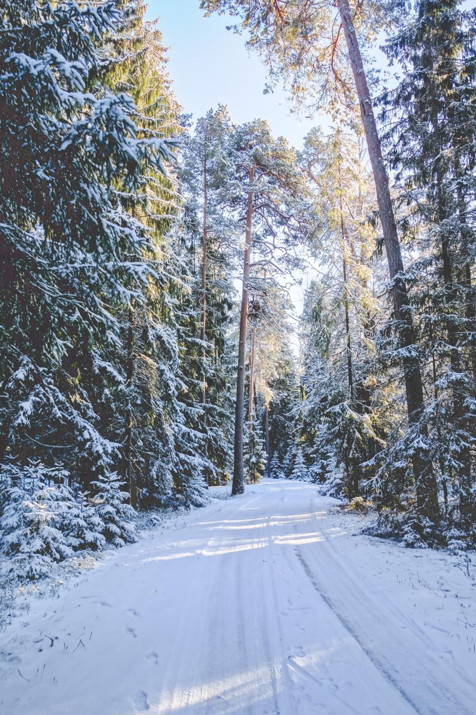 Free Image of Snow Covered Road in Forest 