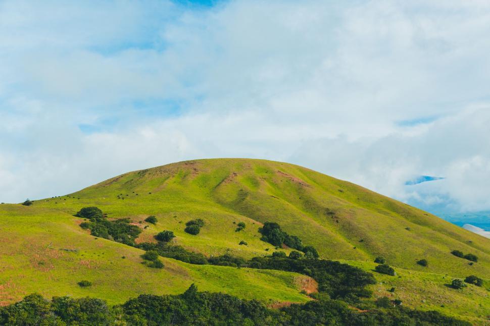 Free Image of Grassy Hill With Trees 