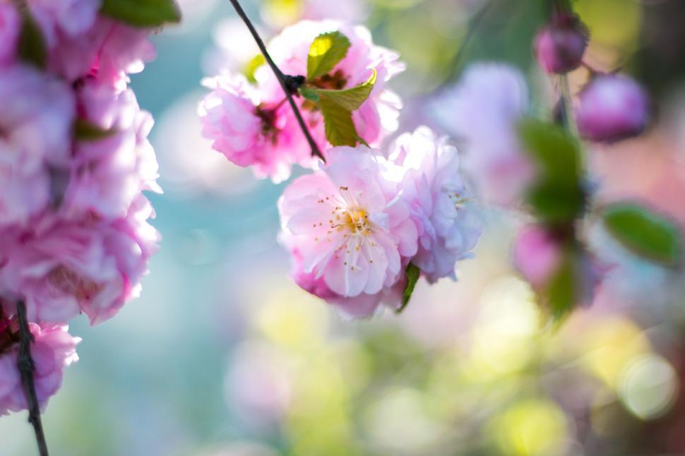 Free Image of Cluster of Flowers Blooming on Tree Branches 