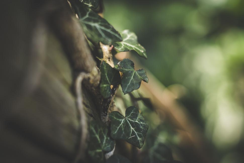 Free Image of Vine Growing on Side of Building 
