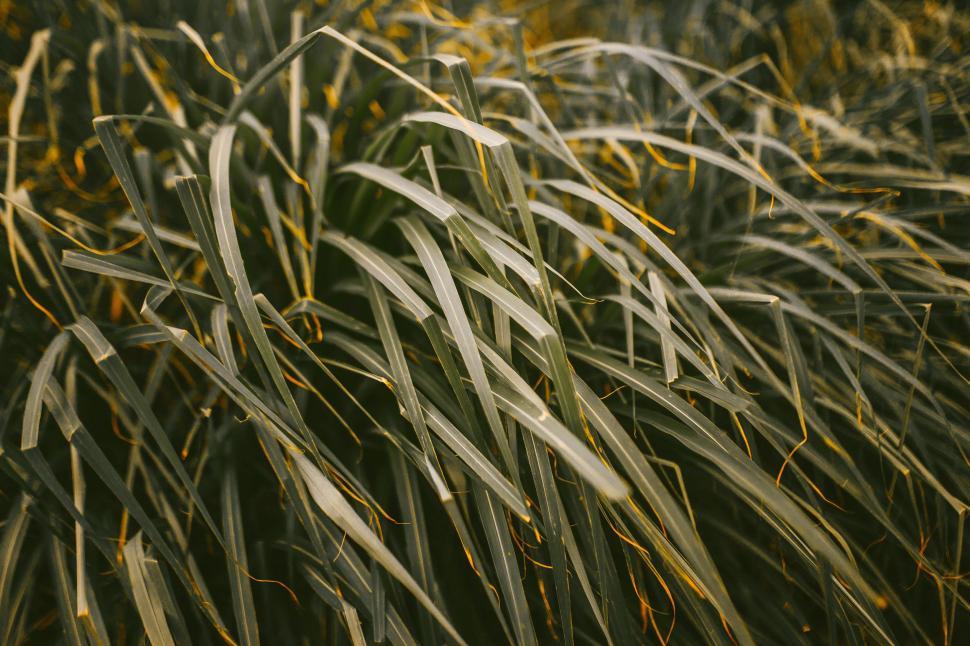 Free Image of Field of Tall Grass With Yellow Flowers 