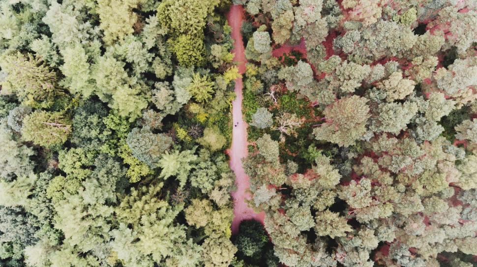 Free Image of Cluster of Trees in a Forest 