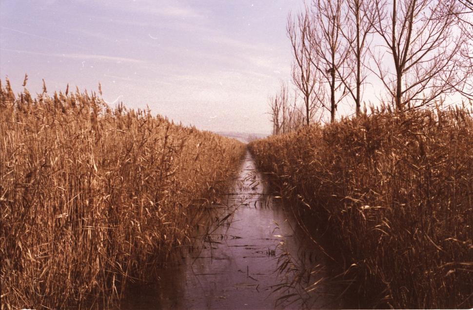 Free Image of Narrow Path Through Field of Tall Grass 