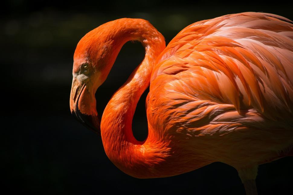 Free Image of Pink Flamingo Close-Up on Black Background 