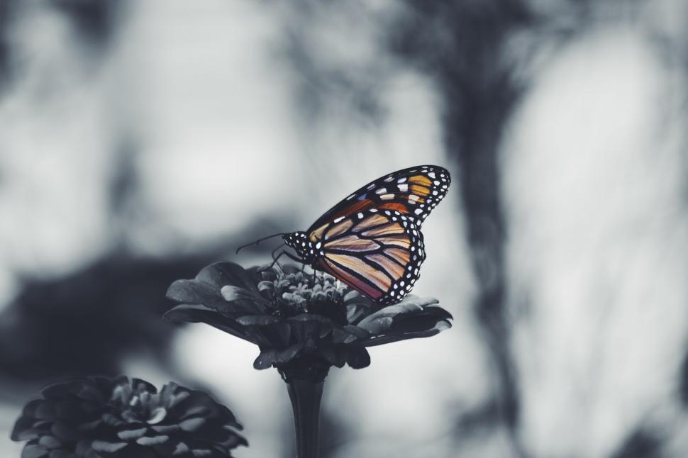 Free Image of Butterfly Resting on Flower 