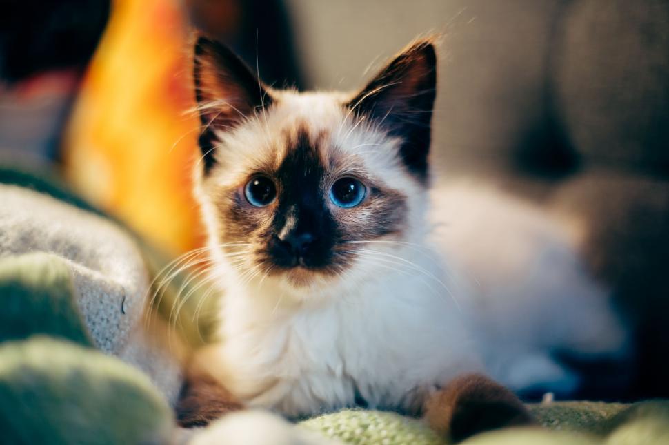 Free Image of Cat Laying Down on Blanket 