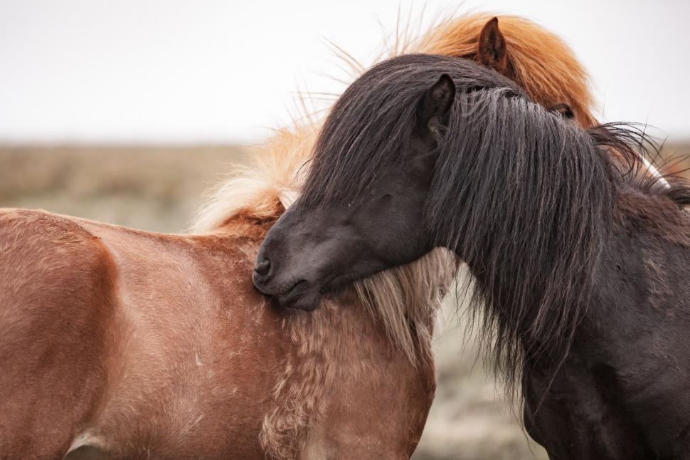 Free Image of Two Horses Standing Together in a Field 