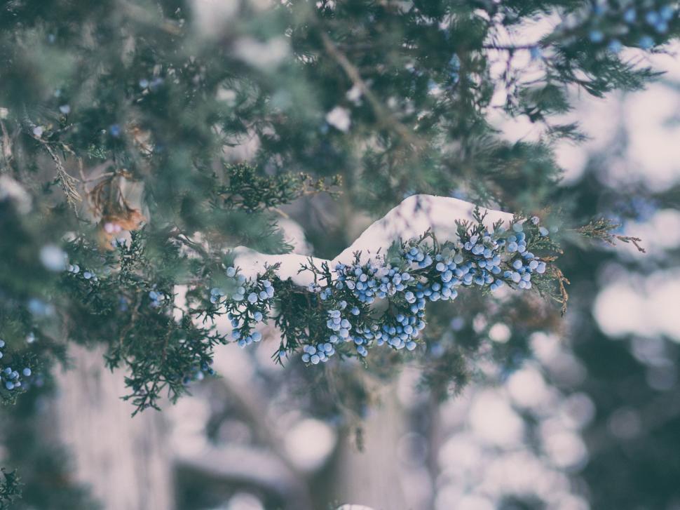 Free Image of Blurry Snow-Covered Tree 