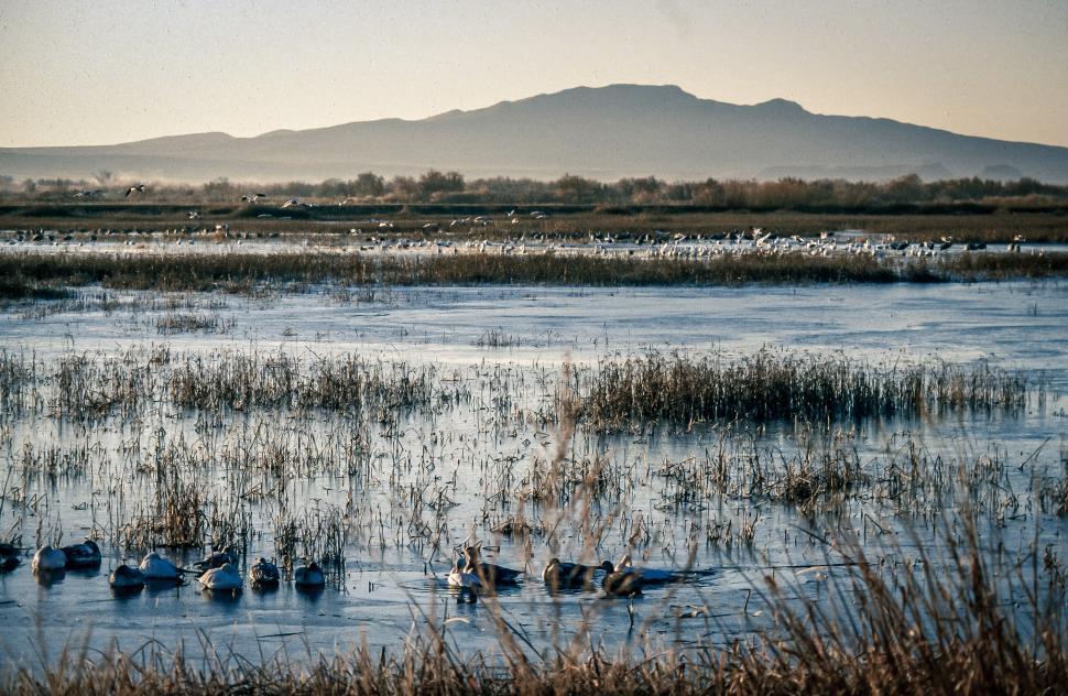 Free Image of Large group of waterfowl on the marsh 