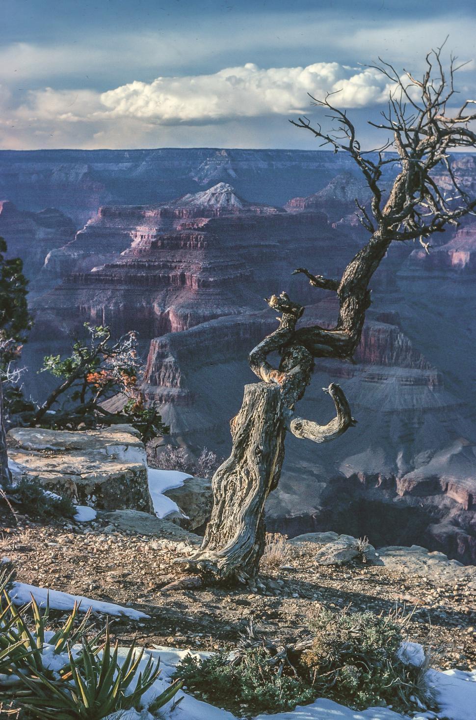 Free Image of Grand Canyon Dead Tree 