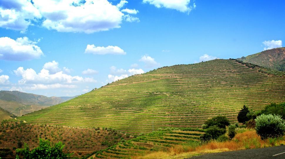 Free Image of Terraced Vineyards - Walled Terraces - Douro Valley 