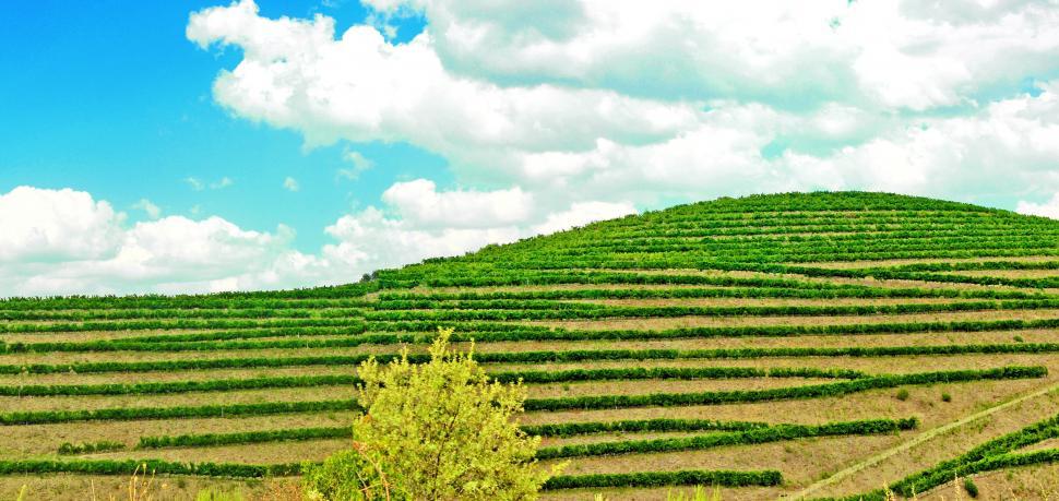 Free Image of Vineyard - Douro Valley 