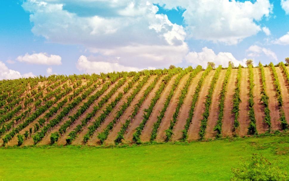 Free Image of Vineyard in the Douro Valley - Port Wine 