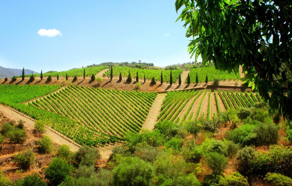 Free Image of Vineyard in the Douro Valley - Quinta de Vargellas 