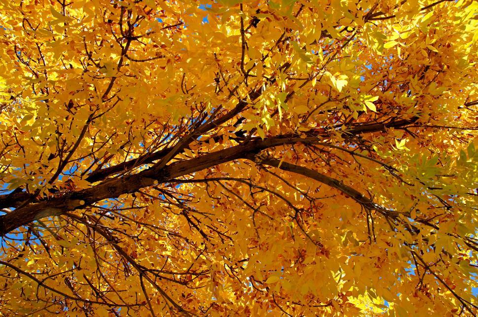 Free Image of Colorado Golden Autumn II  