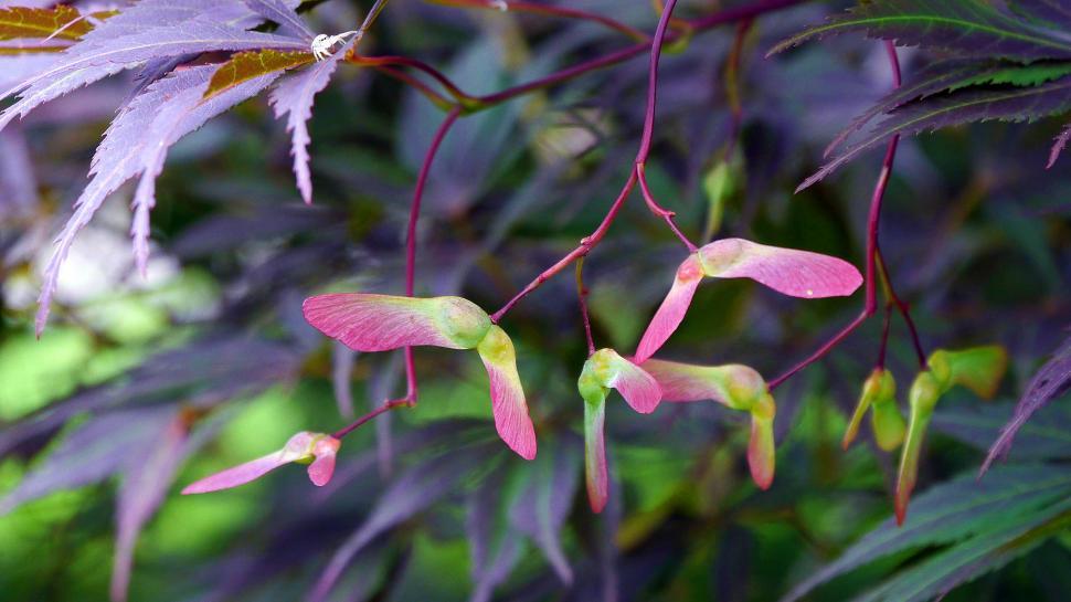 Free Image of Japanese Maple Seeds 