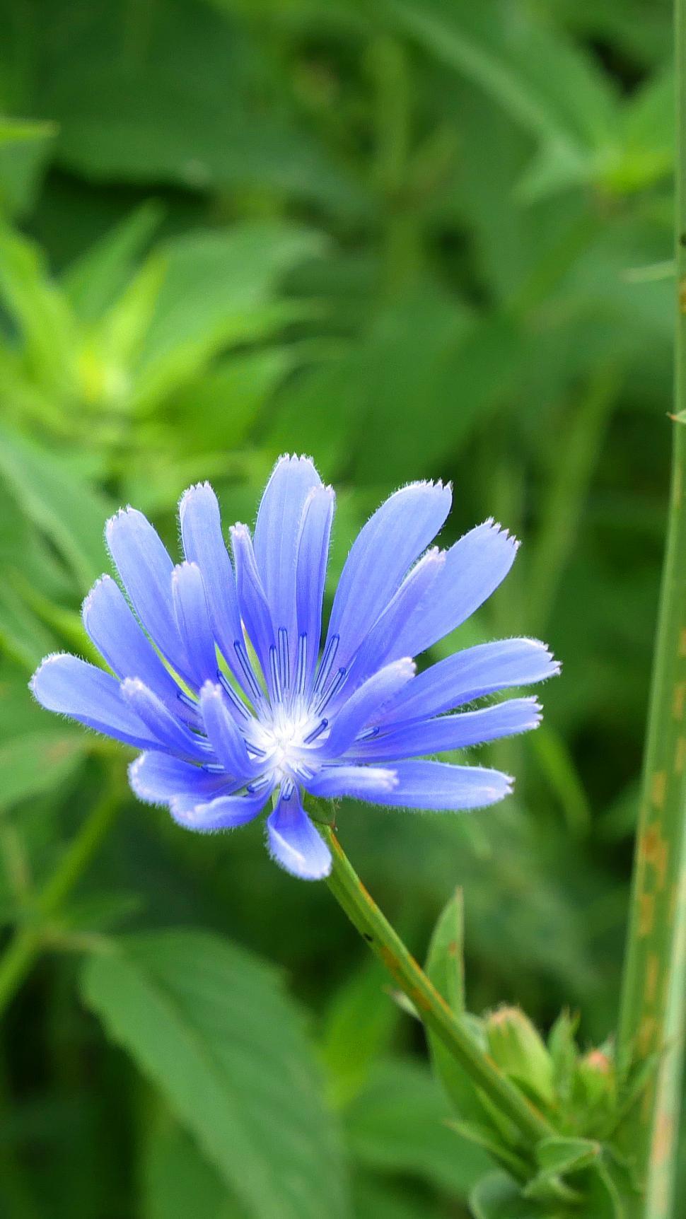 Free Image of Chicory Flower 