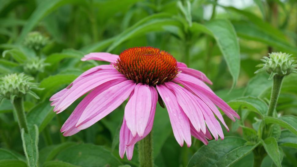 Free Image of Single Pink Coneflower 
