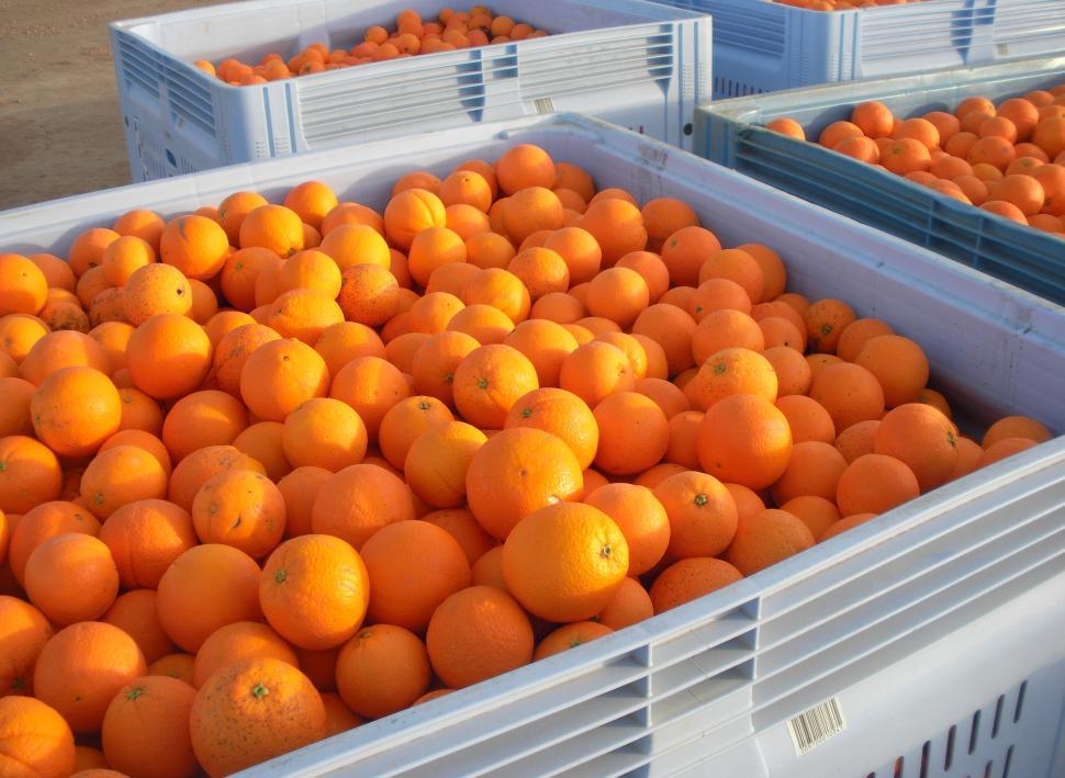 Free Image of Mulitple Oranges  