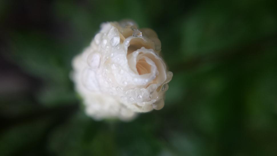 Free Image of Budding Beauty  