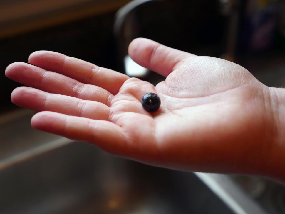 Free Image of Hand holding a blueberry  