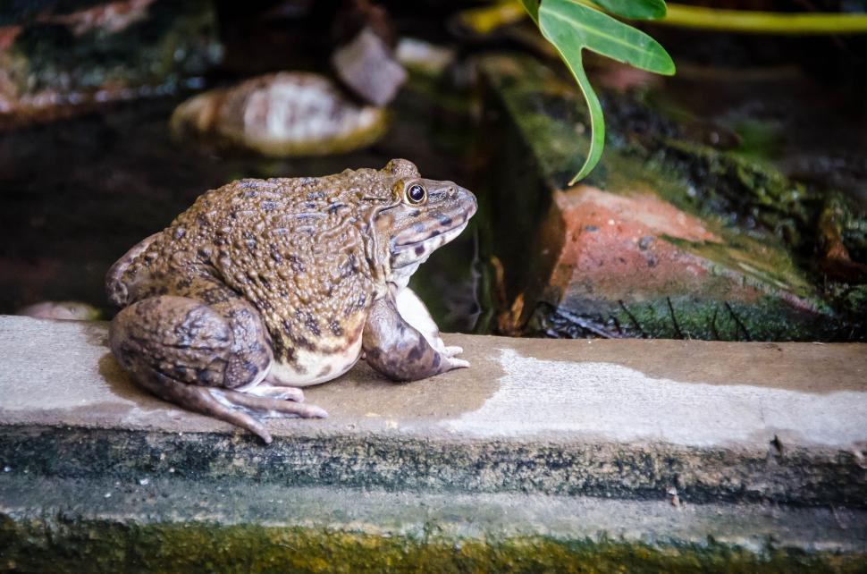 Free Image of Frog on a wall 