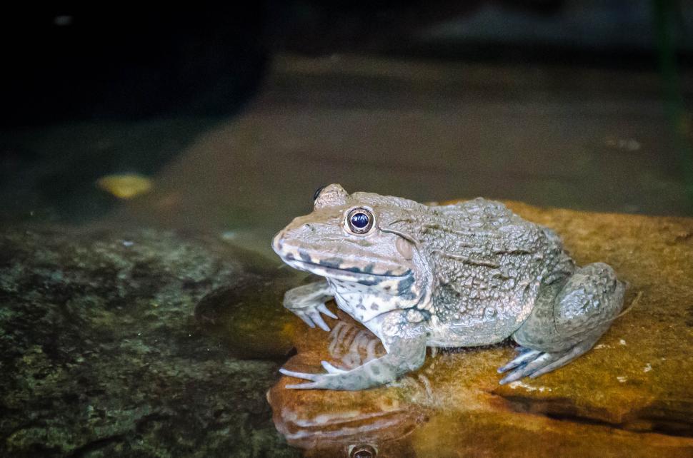 Free Image of Frog on a rock 