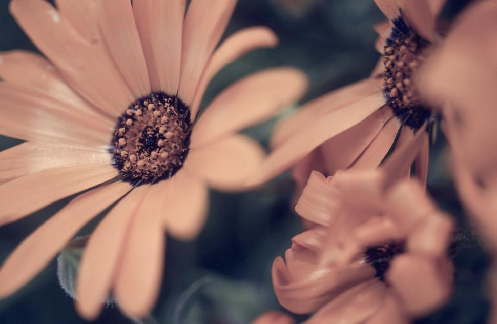 Free Image of Pollen of Yellow Flower 