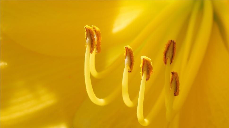 Free Image of Yellow Day Lily Flower Parts 