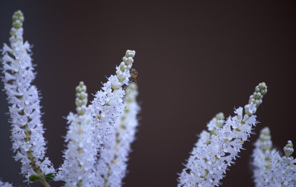 Free Image of White Flowers on Black Background 