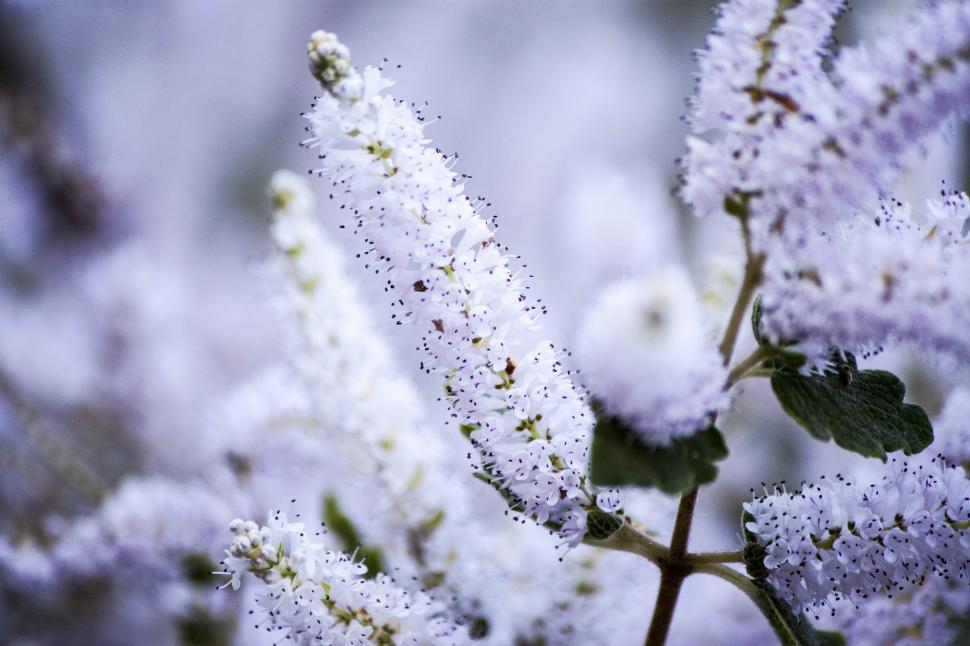 Free Image of Wondrous white flower 