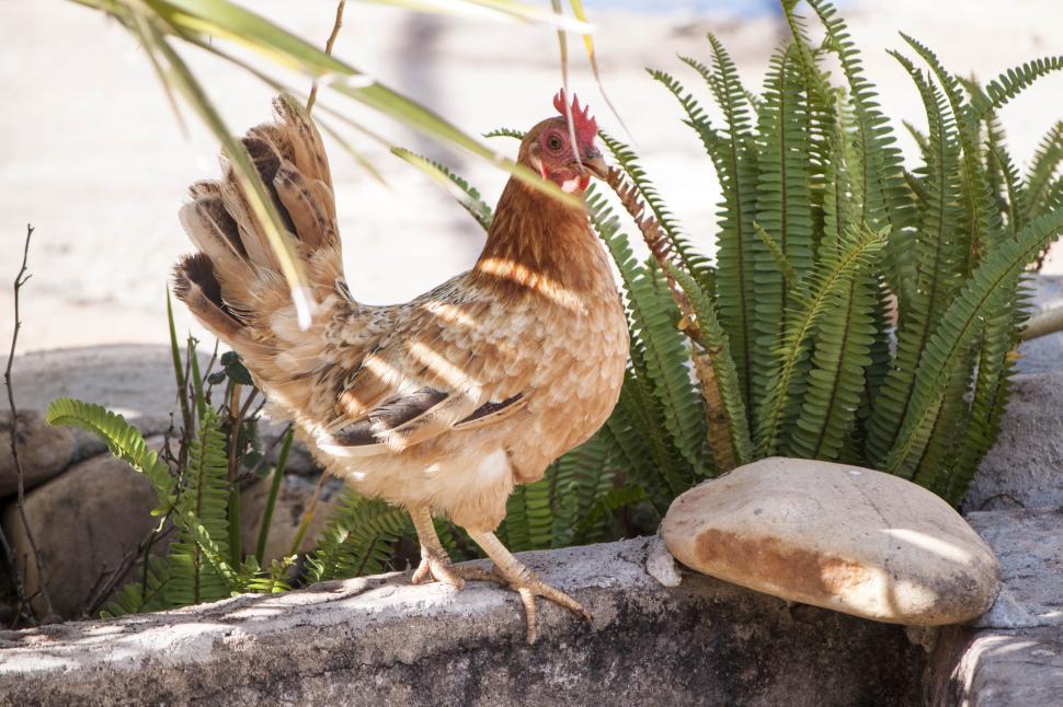 Free Image of Golden Chicken Pose 