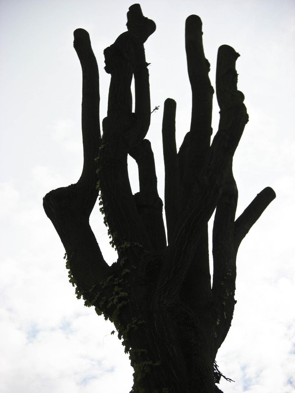 Free Image of Tree 