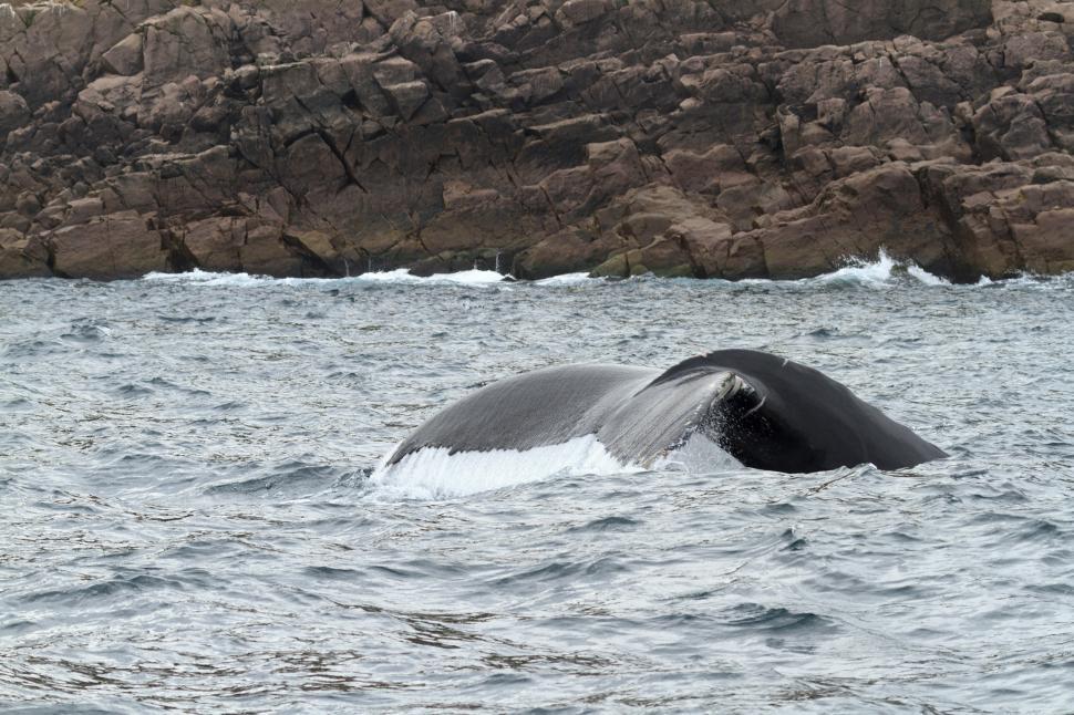 Free Image of Whale diving deep 
