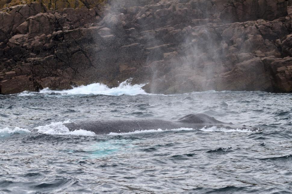 Free Image of Humpback 