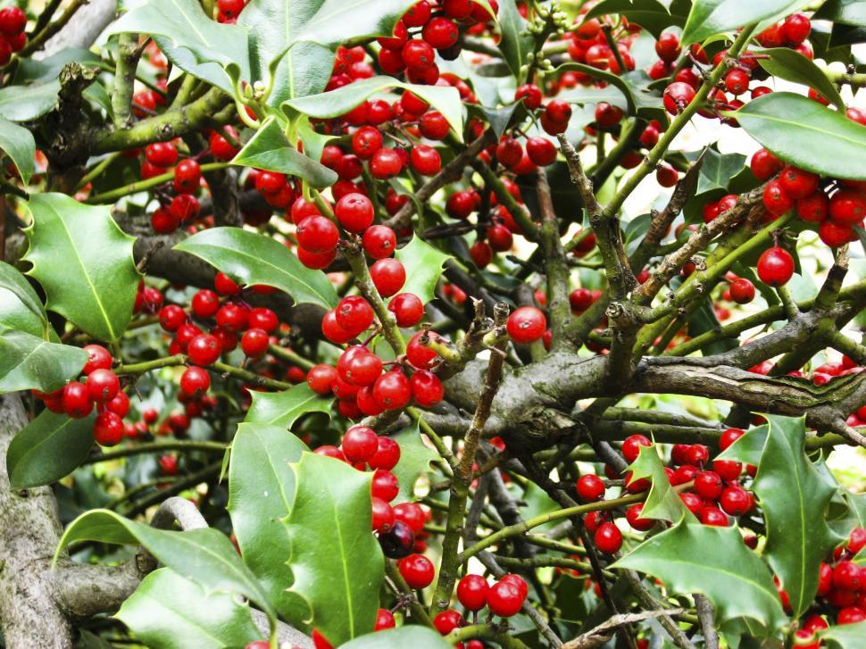 Free Image of Holly leaves and berries 
