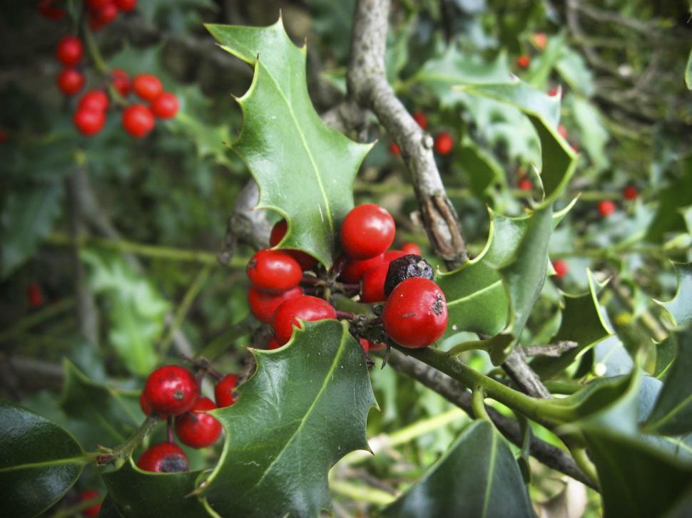 Free Image of Holly 