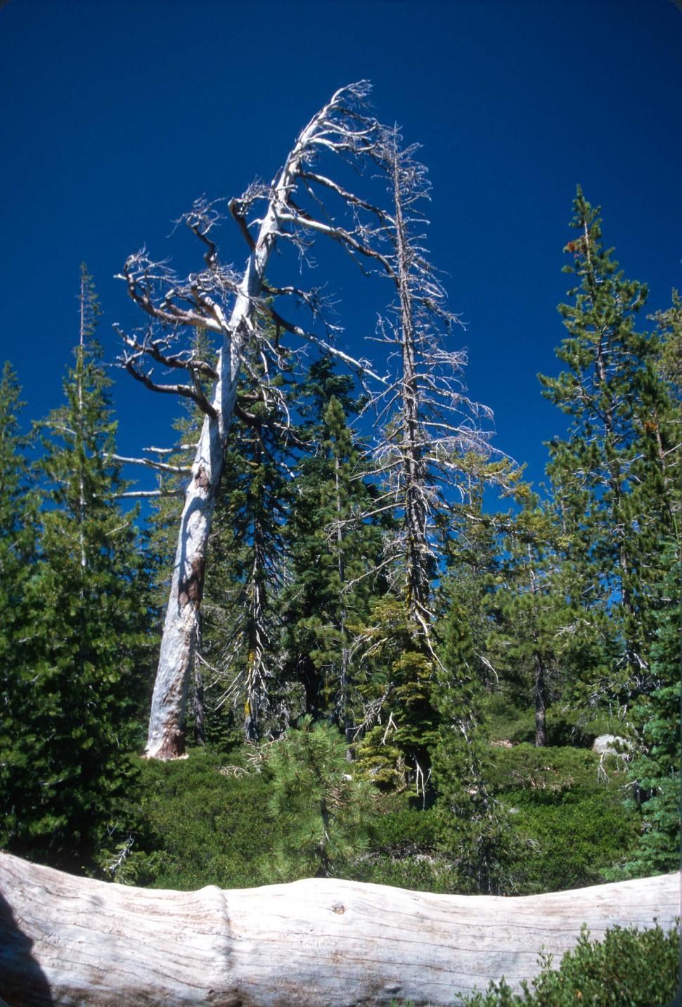 Free Image of Pine Trees 