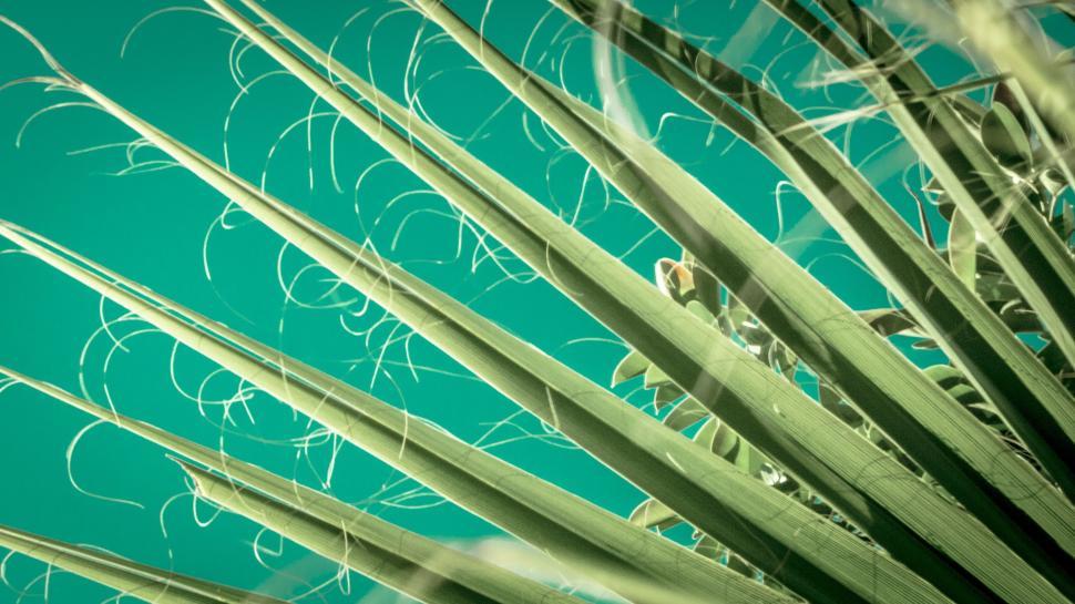 Free Image of Close-Up of Green Plant With Sky Background 