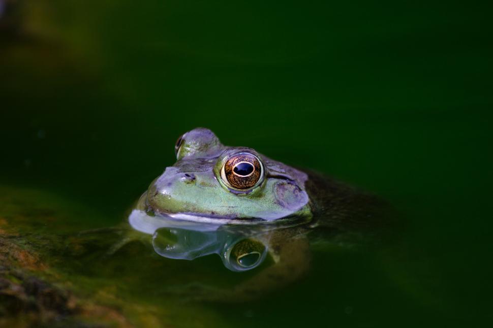 Free Image of Frog Sitting in Water 
