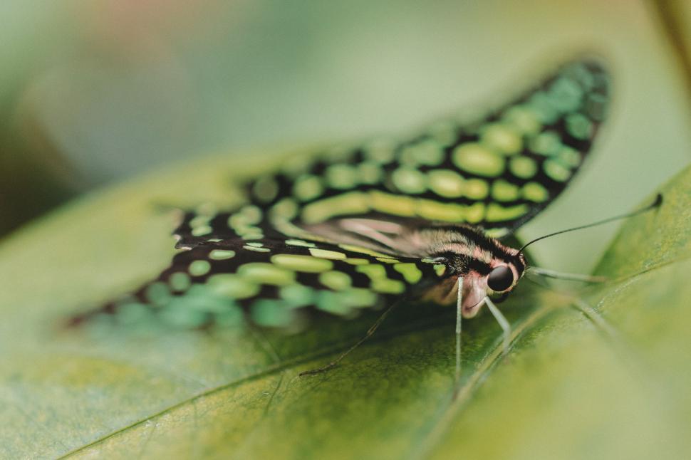 Free Image of Butterfly Close Up on Leaf 